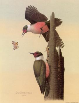 威廉 齊默曼 Lewis Woodpecker